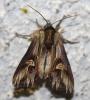 Actinotia polyodon
